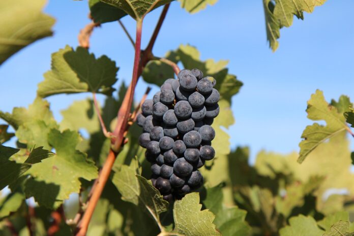 postanite-del-vinske-dediscine-posvojite-klet-ali-trto-v-filovcih-67e7b6f06e3c6-1743238896