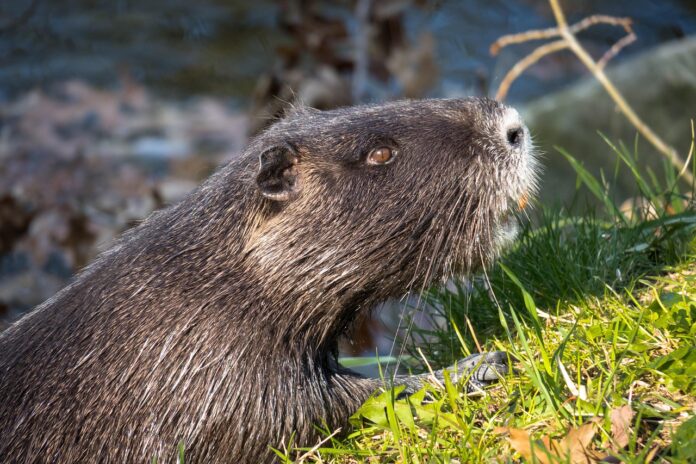 podgane-preplavile-bregove-ljubljanice-prebivalci-v-strahu-pred-epidemijo-6904c0f10c74f-1761919217