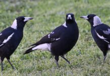 Avstralske srake: Nevarni napadi na ljudi