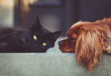 Veterinarji: Vračajo se stare bolezni hišnih ljubljenčkov