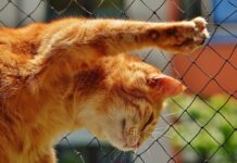 Nova Zelandija začenja drastičen boj proti prostoživečim mačkam