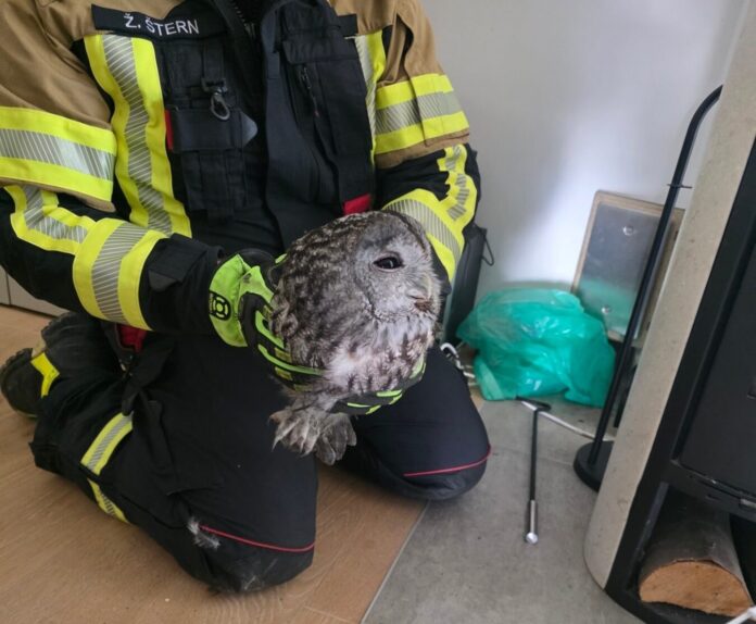 gasilci-iz-hoc-resili-ujeto-sovico-iz-dimnika-in-jo-vrnili-v-naravo-foto-690909e0bac1f-1762200032