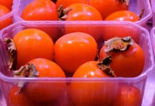 Izjemna letina kakijev v Strunjanu pritegnila množice obiskovalcev