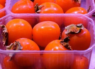 Izjemna letina kakijev v Strunjanu pritegnila množice obiskovalcev