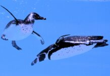 Podnebna kriza in ribolov uničujeta afriške pingvine