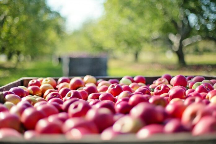 apple-tree