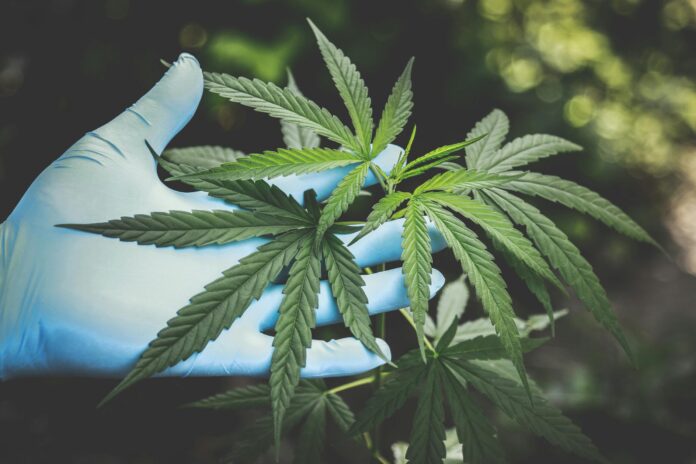 policisti-razkrili-obsezne-kolicine-prepovedanih-substanc-v-dveh-hisnih-preiskavah-69876fc7899fa-1770483655