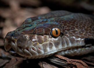 Kače na Piramidi: Opozorilo za varne poti v Mariboru