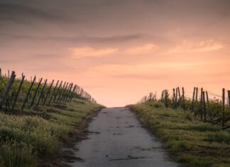 Pomladna vinska doživetja v Svečini: Dan odprtih vrat navdušil obiskovalce