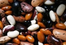 Slovenski raziskovalci predstavili novo sorto fižola kot odgovor na podnebne spremembe