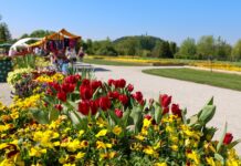 Arboretum Volčji Potok: Spomladanska čarovnija z dva milijona tulipanov