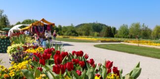 Arboretum Volčji Potok: Spomladanska čarovnija z dva milijona tulipanov