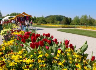 Arboretum Volčji Potok: Spomladanska čarovnija z dva milijona tulipanov