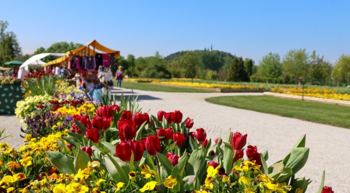Arboretum Volčji Potok: Spomladanska čarovnija z dva milijona tulipanov