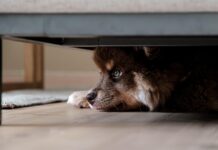 Šokantno odkritje: Rešitev več kot 250 psov iz ene same dnevne sobe #foto