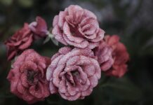 Festival vrtnic v Novi Gorici: Doživetje, ki združuje kulturo in naravo