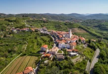 Gosenice sovk pustošijo vinograde v Brdih: kako jih ustaviti