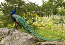 Gozdarstvo Turnišče prevzelo nekdanje vzrejališče v Beltincih