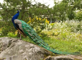 Gozdarstvo Turnišče prevzelo nekdanje vzrejališče v Beltincih