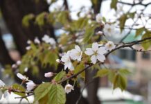 Hanami v Kočevju: Cvetoče češnje in japonska kultura združeni #video