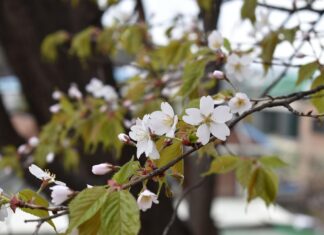 Hanami v Kočevju: Cvetoče češnje in japonska kultura združeni #video