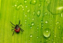 Kako pravilno odstraniti klopa in se zaščititi pred boleznimi