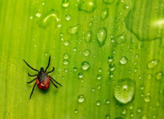 Kako pravilno odstraniti klopa in se zaščititi pred boleznimi