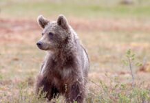 Medved v bližini Kopra: Resnična grožnja ali napačna zaznava
