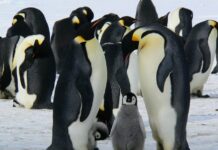 Nevarnost izumrtja: Cesarski pingvini postali ogroženi zaradi podnebnih sprememb