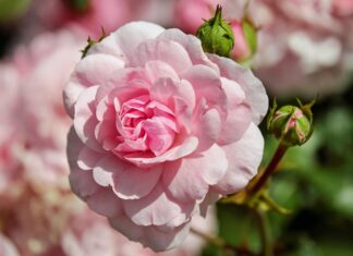 Nova Gorica vabi na 21. Festival vrtnic: Cvetlice in poezija #foto