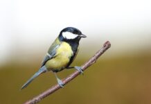 Nove raziskave razkrivajo: Ali so vetrne elektrarne manj nevarne za ptice