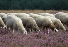 Šakali ogrožajo proizvodnjo slavnega paškega sira