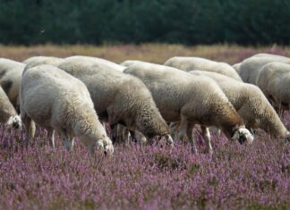 Šakali ogrožajo proizvodnjo slavnega paškega sira
