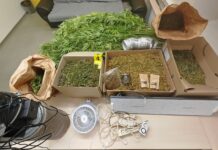 Policija na Viču razkrila skrivnostno konopljino pridelavo