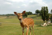 Povečanje trkov z divjadjo na slovenskih cestah: Kako ukrepati?