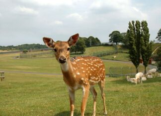 Povečanje trkov z divjadjo na slovenskih cestah: Kako ukrepati?