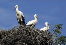 Projekt Gučimo: Prekmursko narečje kot nova turistična atrakcija #foto