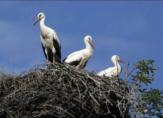 Projekt Gučimo: Prekmursko narečje kot nova turistična atrakcija #foto