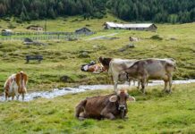 Slovenija na prehodu: Upad kmetijstva, rast ekoloških kmetij