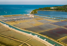 Solinarski praznik v Piranu: Tridnevno slavje tradicije in okusov