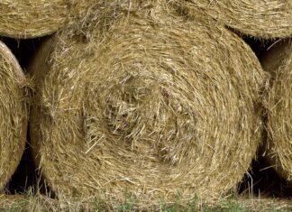 Srhljivo odkritje v Hočah: Truplo našli pod balami slame