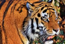 Tiger v cirkusu preskočil ograjo: Preiskava kršitev varnosti