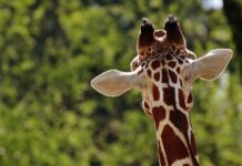 Vlomilci pri ljubljanskem živalskem vrtu: Hitra akcija policije