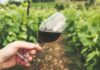 25 let Vinogradniškega društva Pišece: Novi korenini trte z Lenta