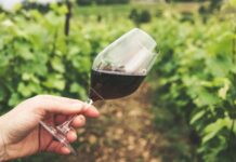 25 let Vinogradniškega društva Pišece: Novi korenini trte z Lenta