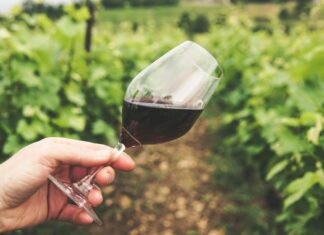 25 let Vinogradniškega društva Pišece: Novi korenini trte z Lenta