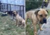 Ko krutost preseže meje mogočega: Šokantna zgodba iz Šibenika, ki je pretresla javnost! Pozor nazorna vsebina #video