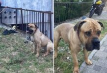 Ko krutost preseže meje mogočega: Šokantna zgodba iz Šibenika, ki je pretresla javnost! Pozor nazorna vsebina #video