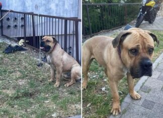 Ko krutost preseže meje mogočega: Šokantna zgodba iz Šibenika, ki je pretresla javnost! Pozor nazorna vsebina #video