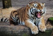 Tiger povzročil kaos v Nemčiji: Pobeg iz zasebne ograde!